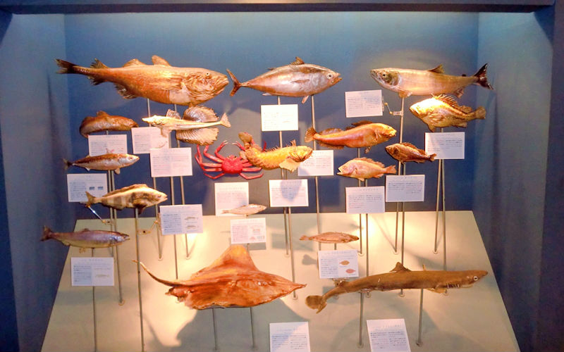 魚
