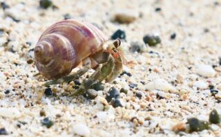 加計呂麻島 料金はどのくらい ホテルはあるの 加計呂麻島の宿事情 離島ガイド