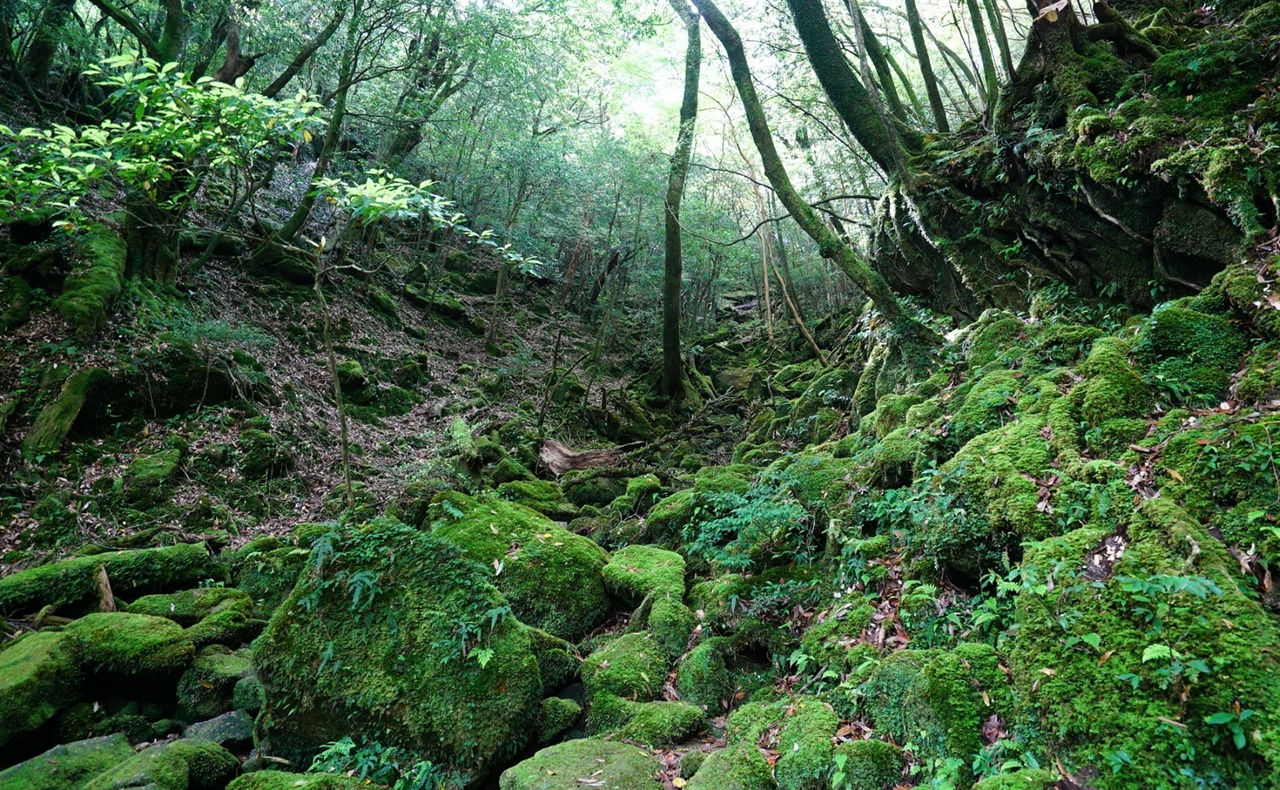 屋久島 エリアと旅の目的に合わせた宿の選び方 離島ガイド